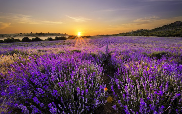 Lavender field