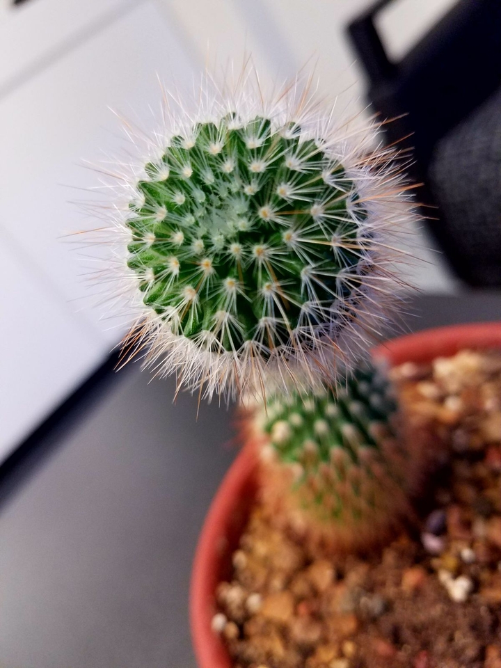 Cactus!