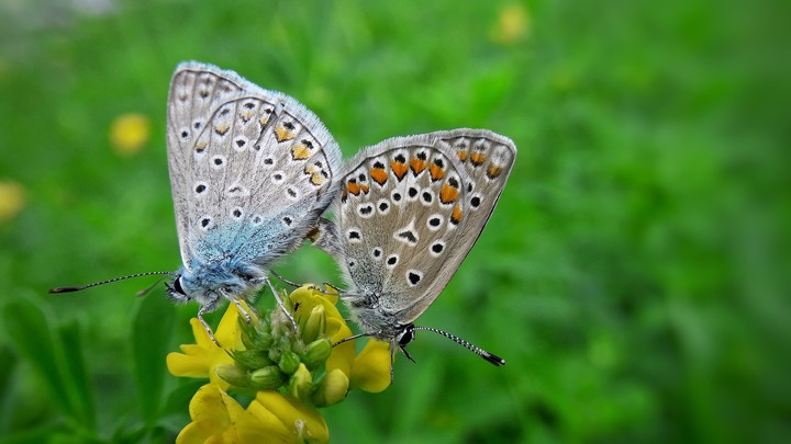 Butterfly