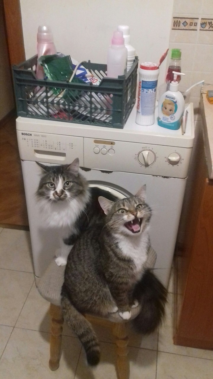 Мяу мяй