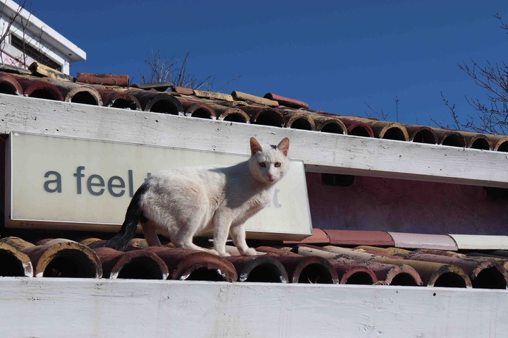 cat