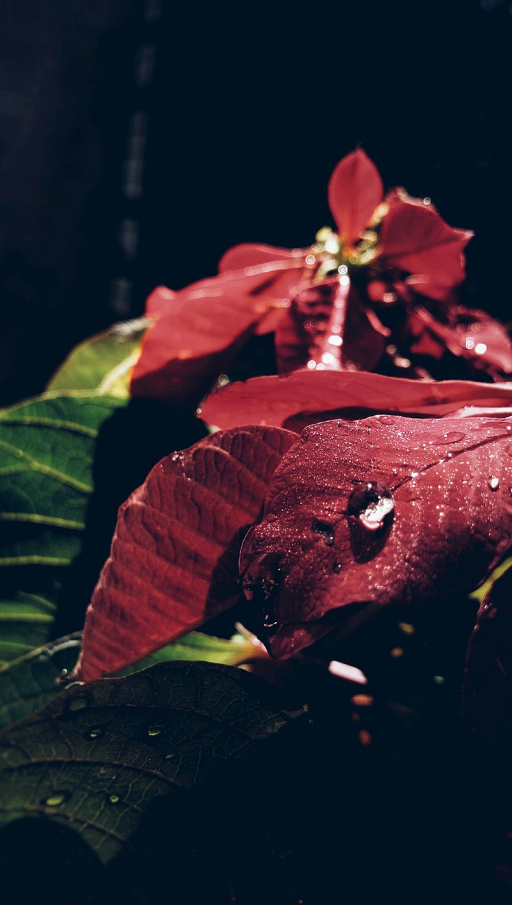 Microsnap of a Flower..