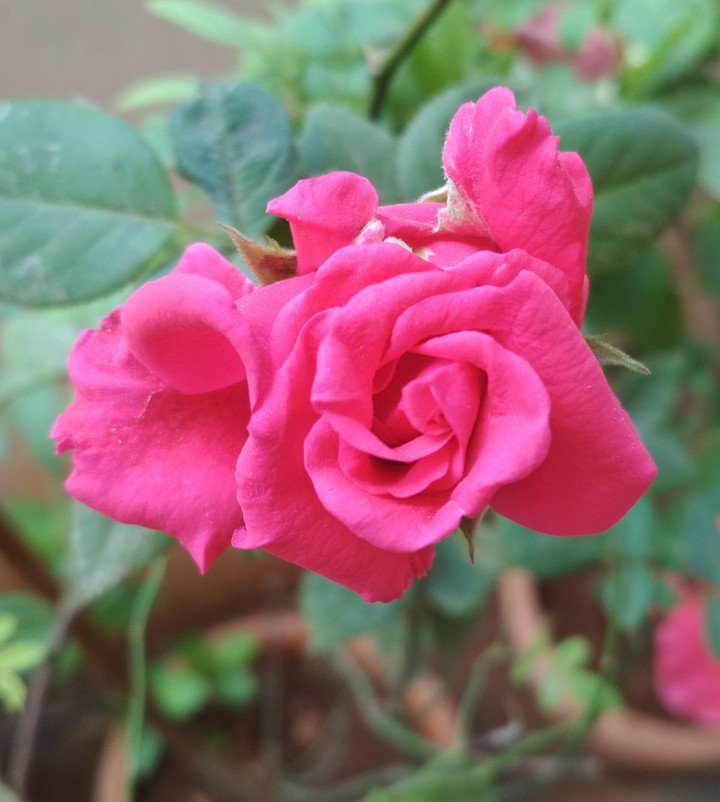 Rose