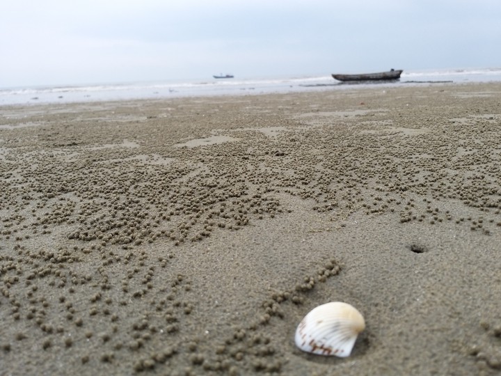 sea shell....