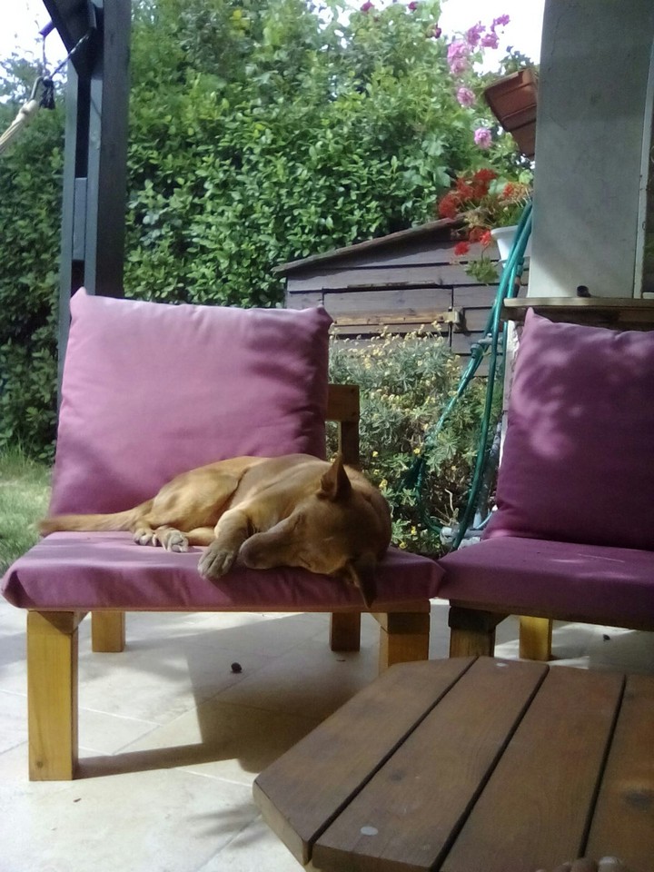 dog love