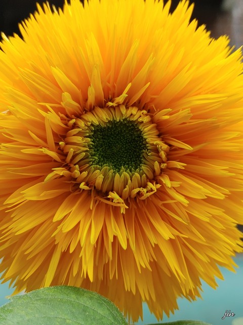 fondos de pantalla botany, plant