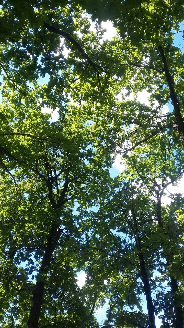 trees