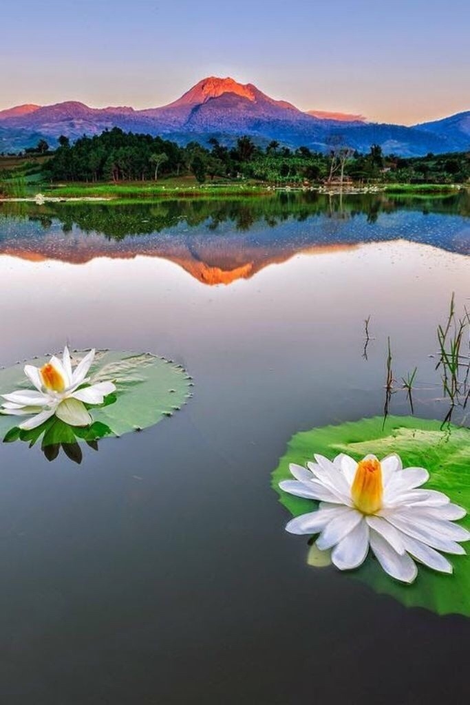 Lotus