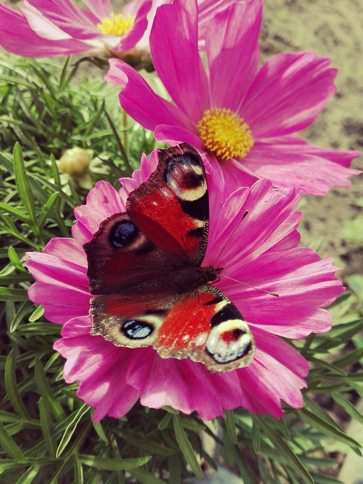 Besuch