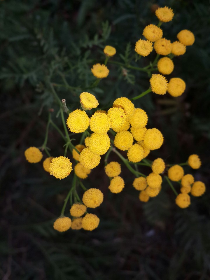 yellow flowers