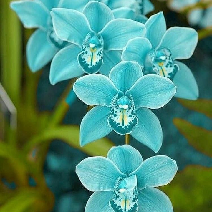 Blue orquídeas.