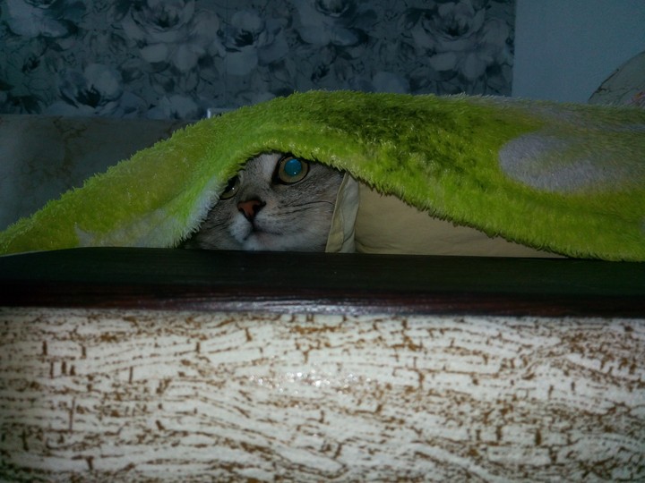 кошка на тропе войны