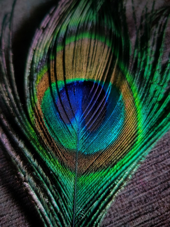 FEATHER