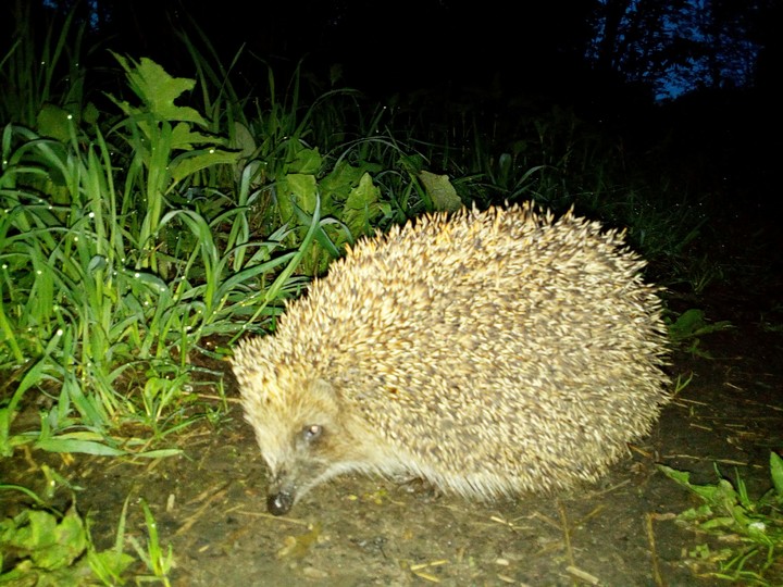 Hedgehog