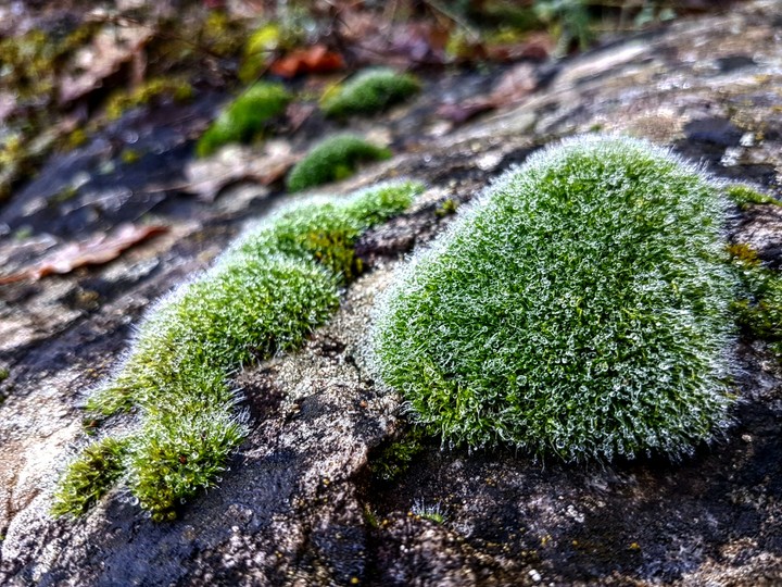 Moss on the rock