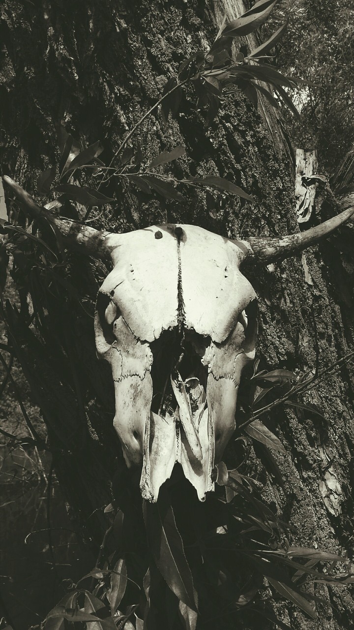 bos calvariam