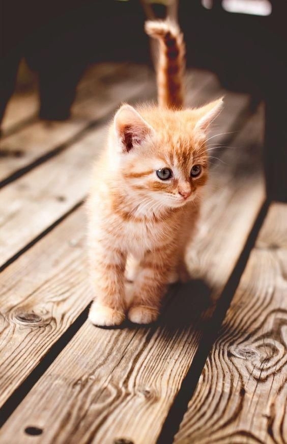 ginger kitty