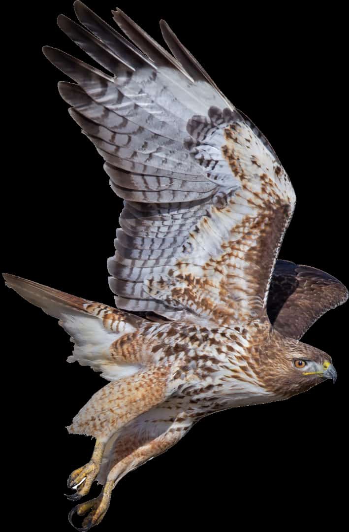 Eagle