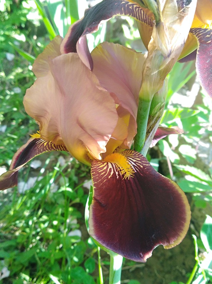 Iris