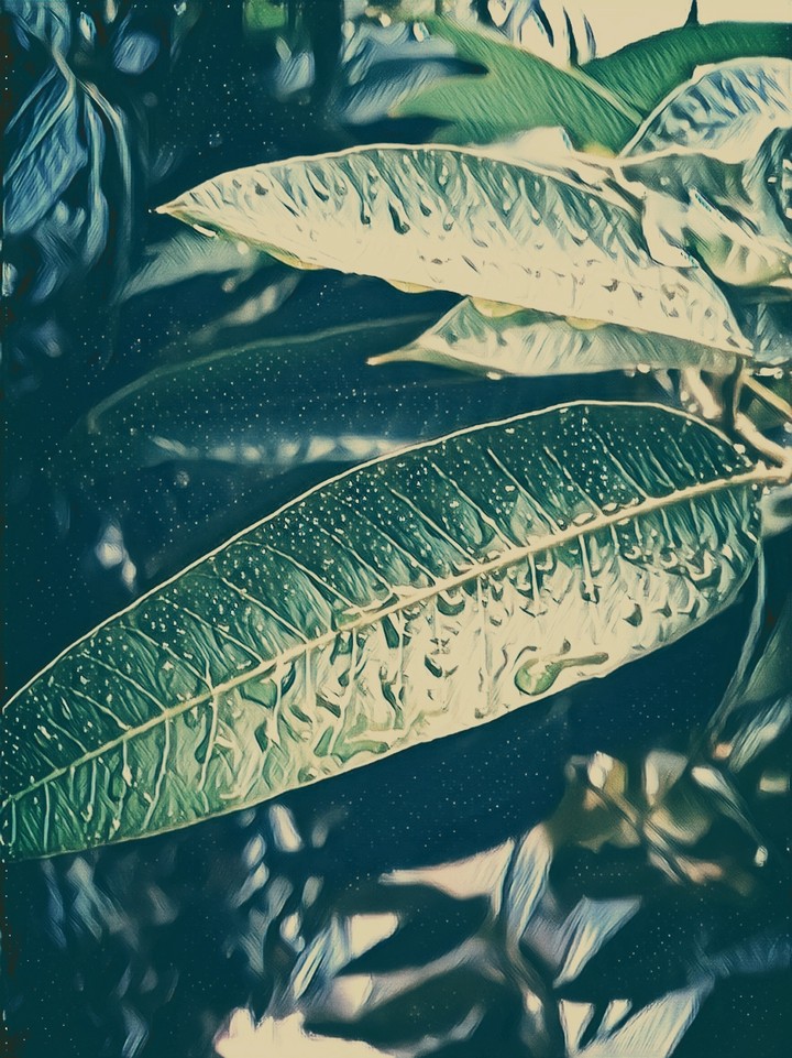 rain drops