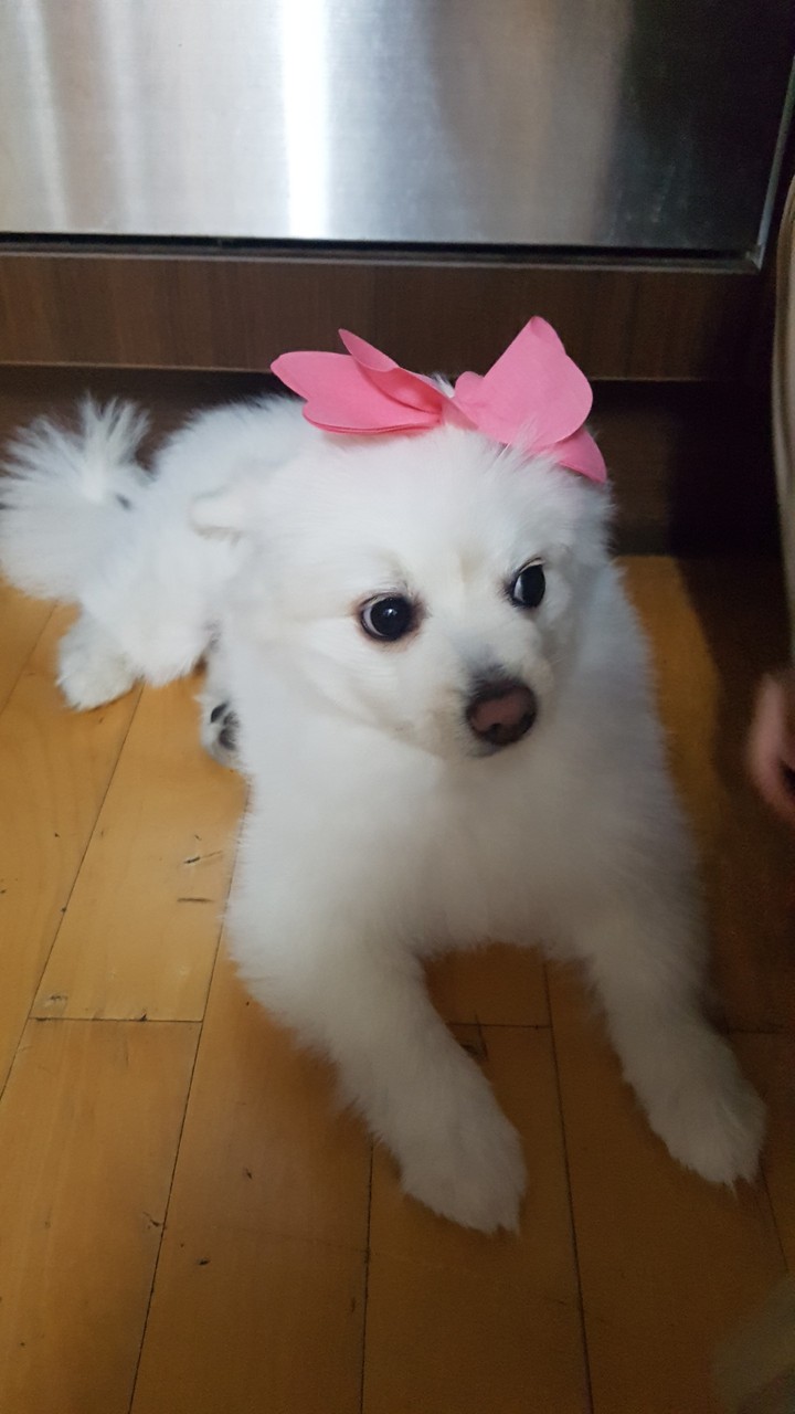 Dog