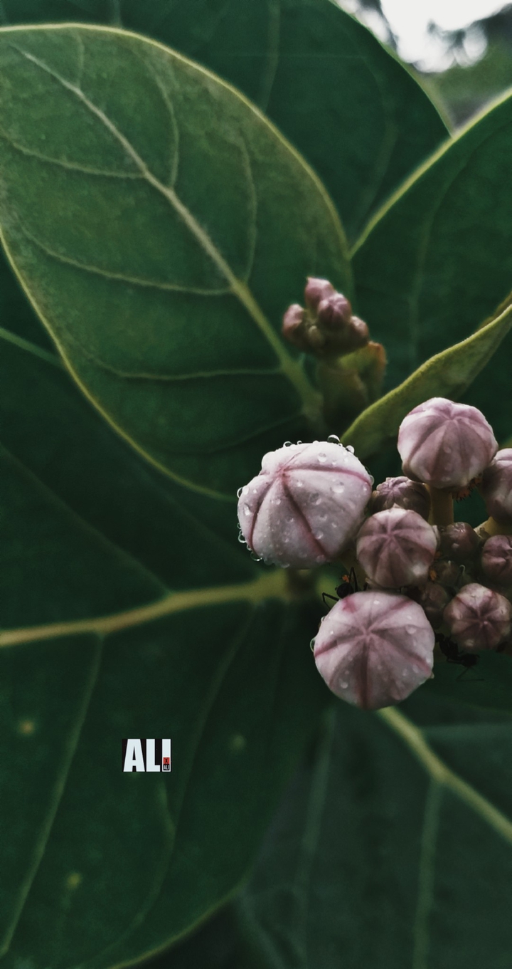 blossoms