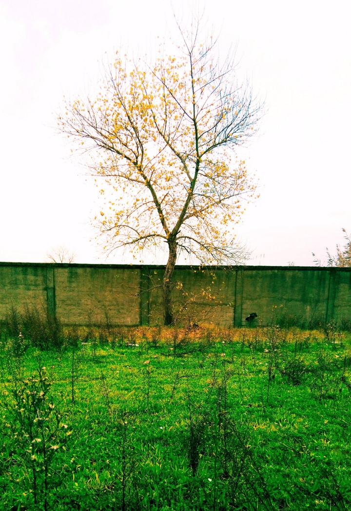 nature