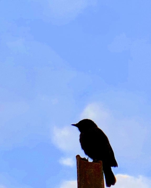 beak, nature wallpapers