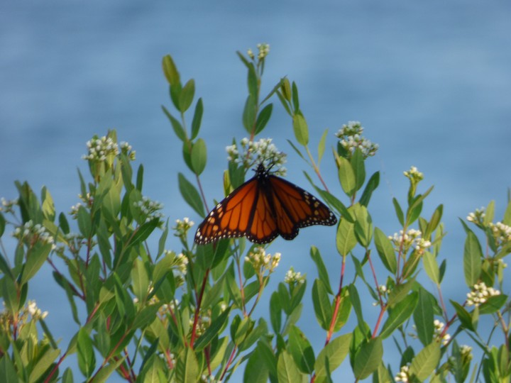 Butterfly