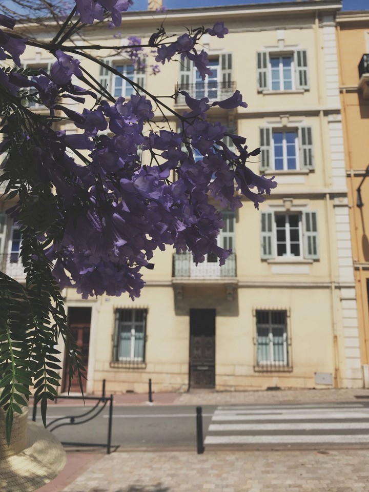 Summer Flowers