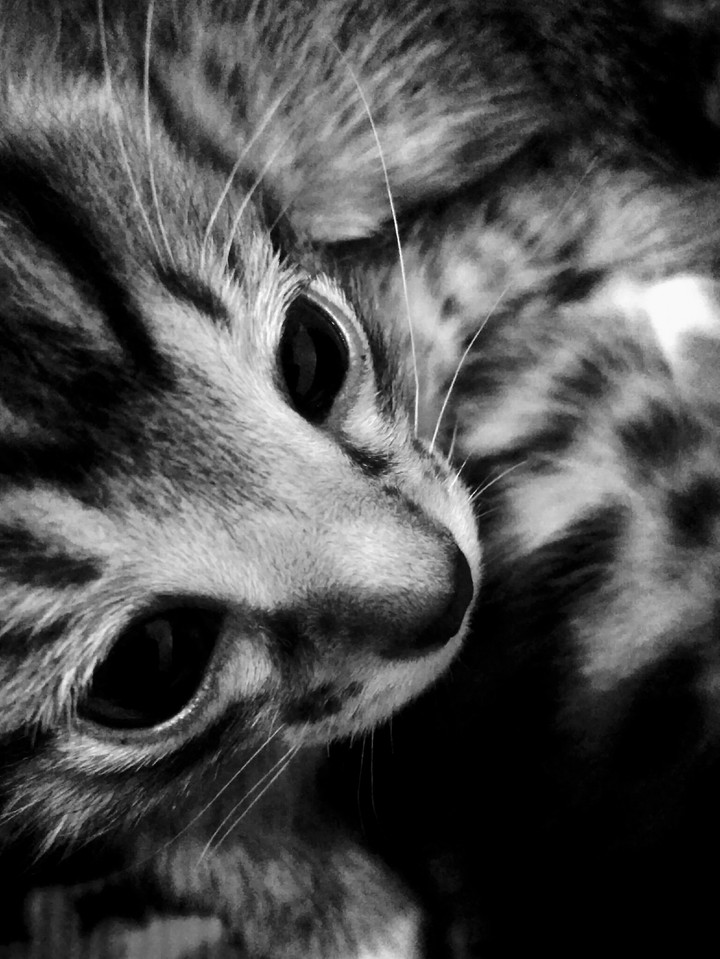 котенок