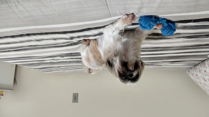 Dog