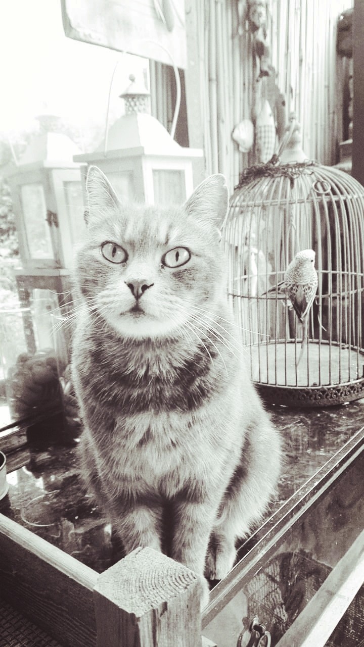 #cat
