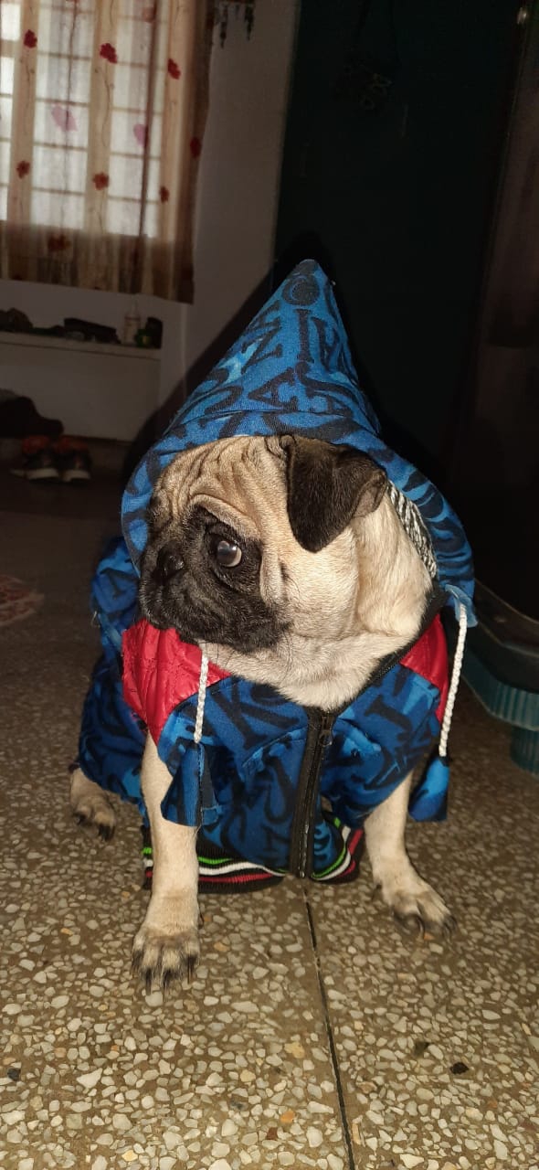 pug dog in winter