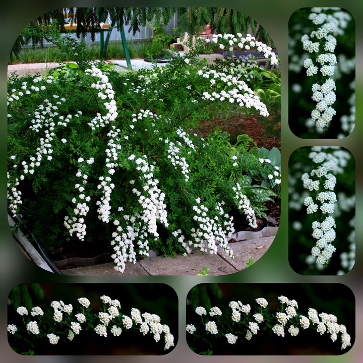 Spirea