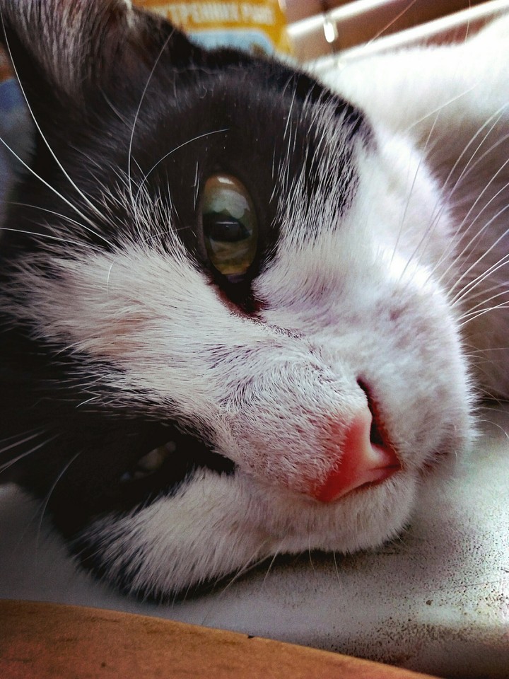 cat