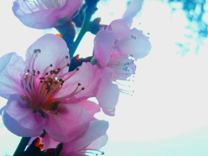 The Sping is Awakening.