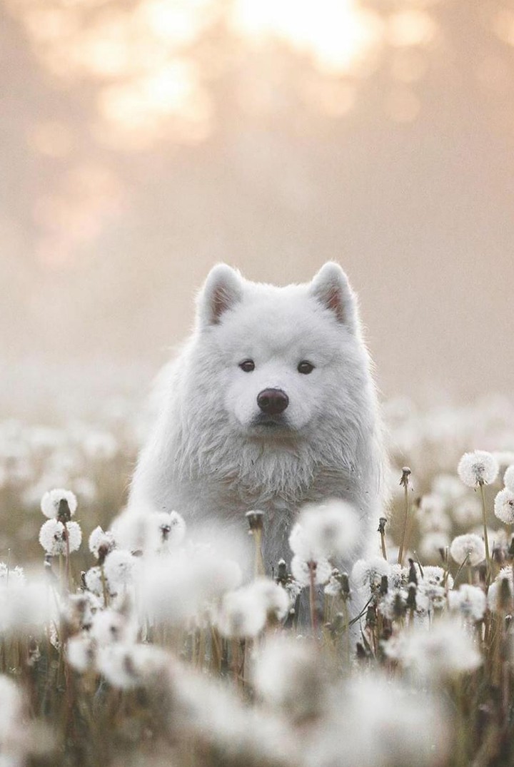 животные