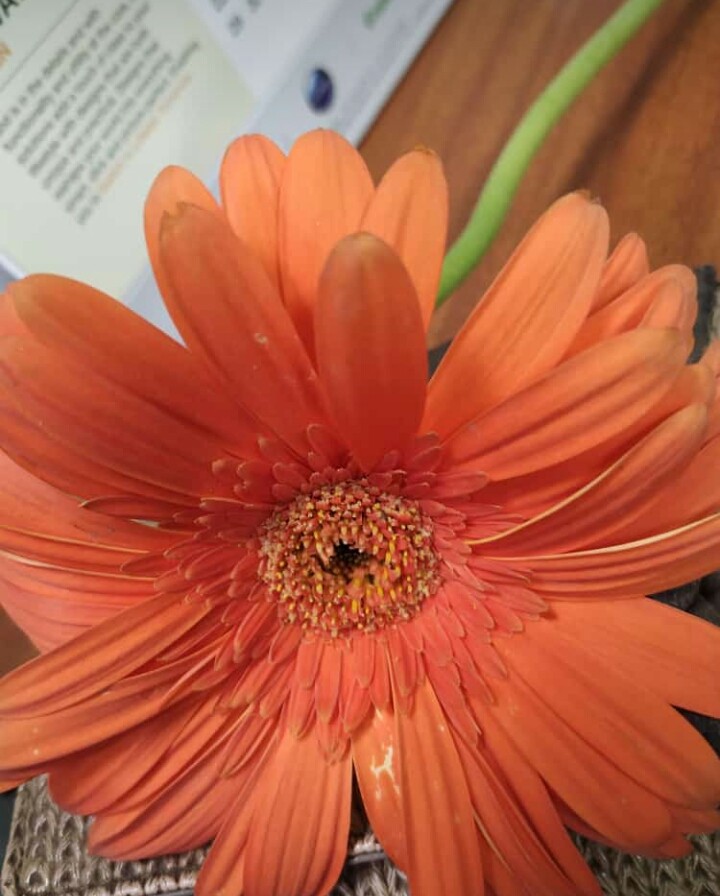 orange