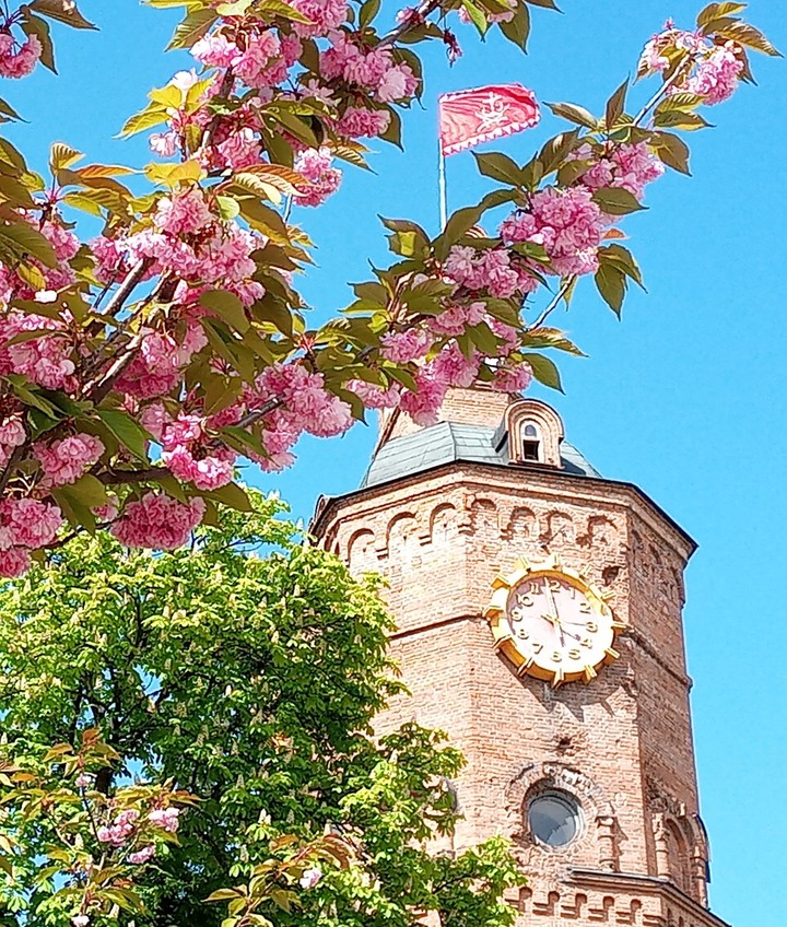 sakura