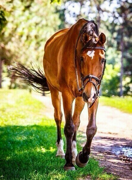 Horse