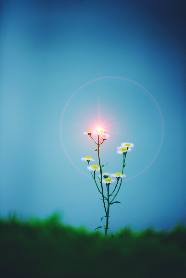Sunburst On Flower