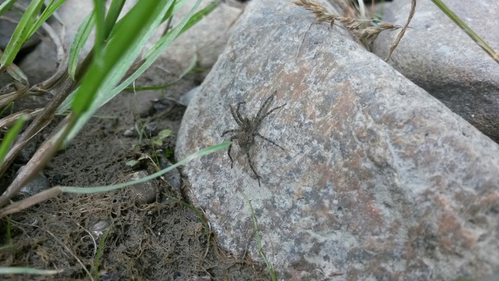 Spider