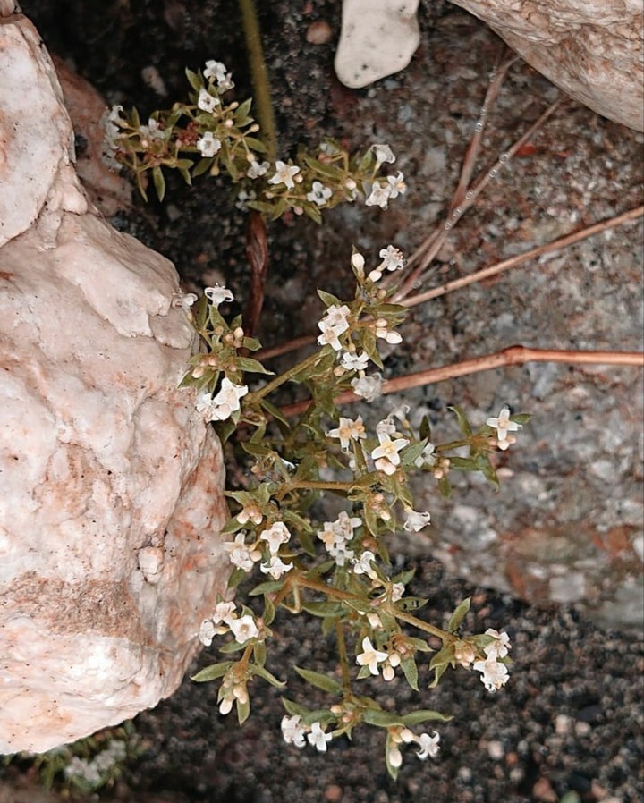 plants