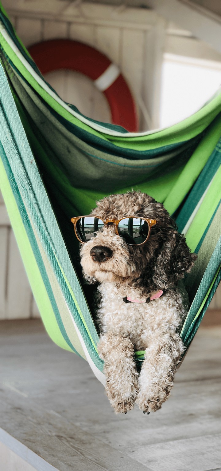 Dog with sunglasses
