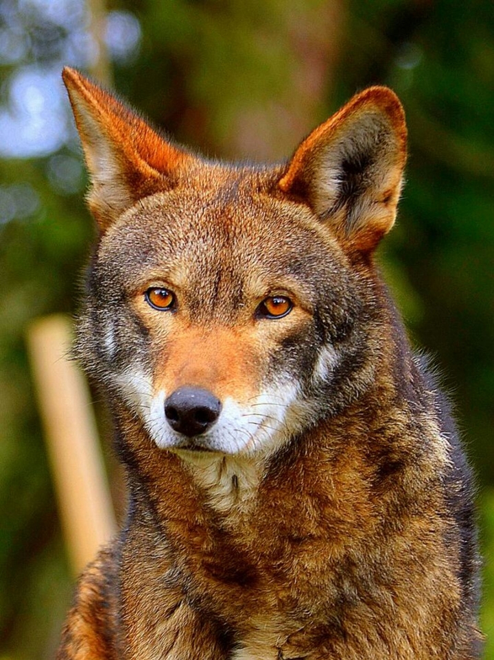 red wolf