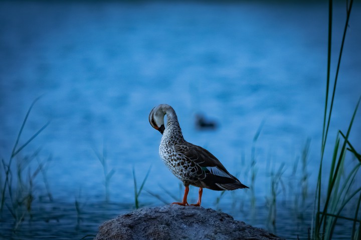 spot billed duck
