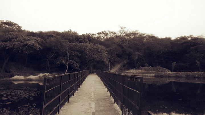 Silent Evening, bridge, river, forest
