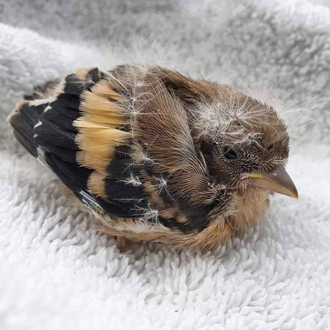 songbird, wing achtergronden
