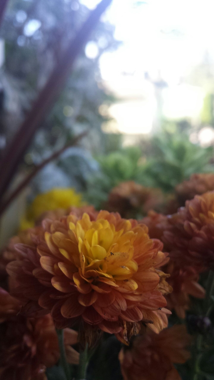 Orange Flowers